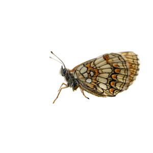 A Delicate Butterfly With Ornate Wing Patterns Perched On A Textured Surface Outdoors. 18884 - Cat PNG image with transparent background